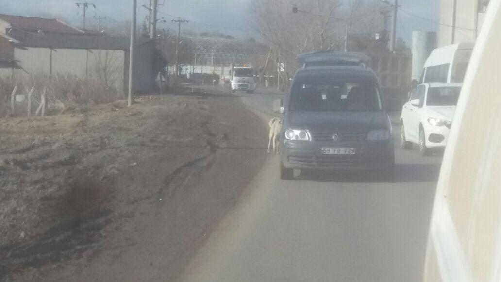 Çorlu'da bir köpek arabaya iple bağlandı