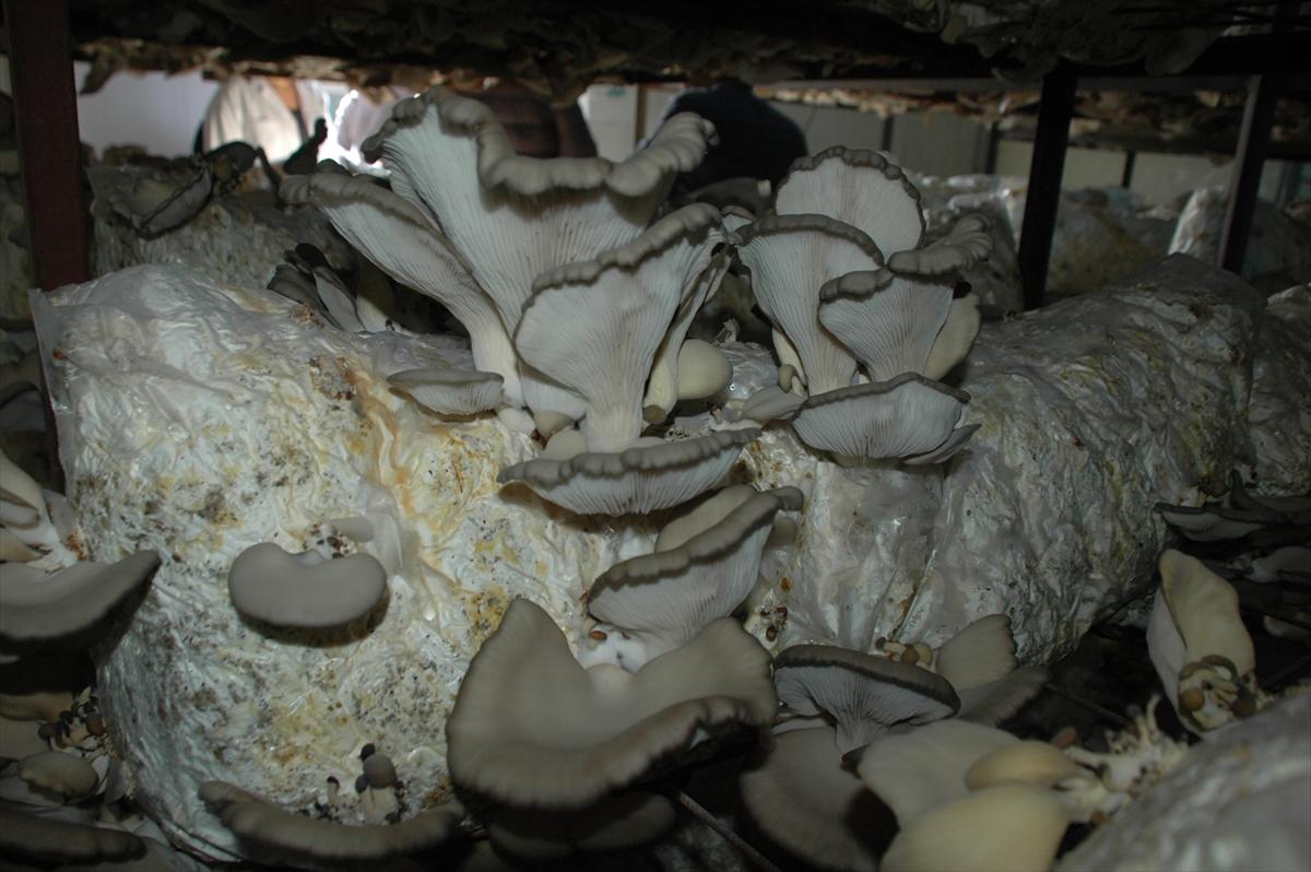 Hobi olarak başladıkları işte üretici oldular