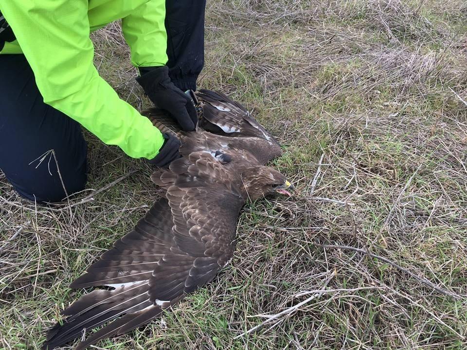 Yaralı şahini bisikletçiler kurtardı