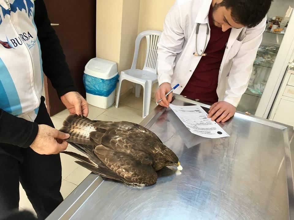 Yaralı şahini bisikletçiler kurtardı