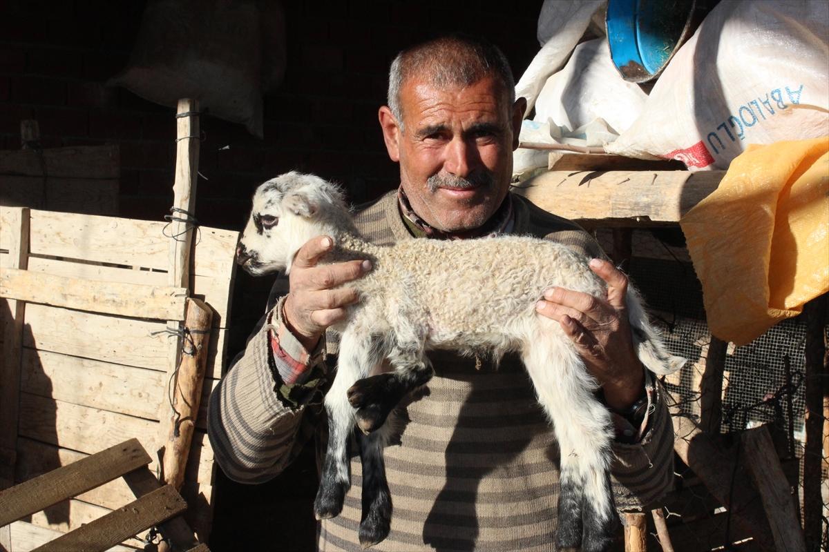 Denizli'de doğdu: 5 ayaklı kuzu