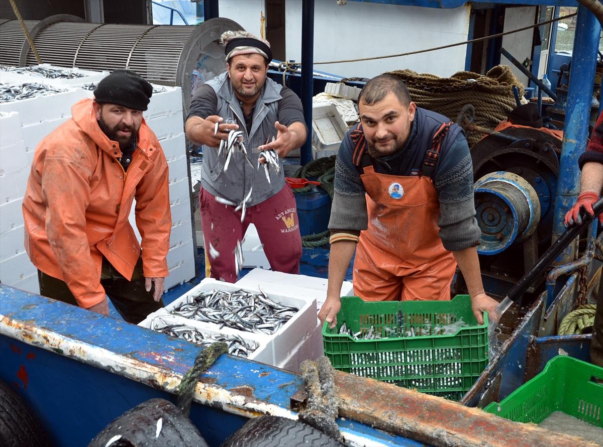 Sinop'ta hamsi bereketi yaşanıyor