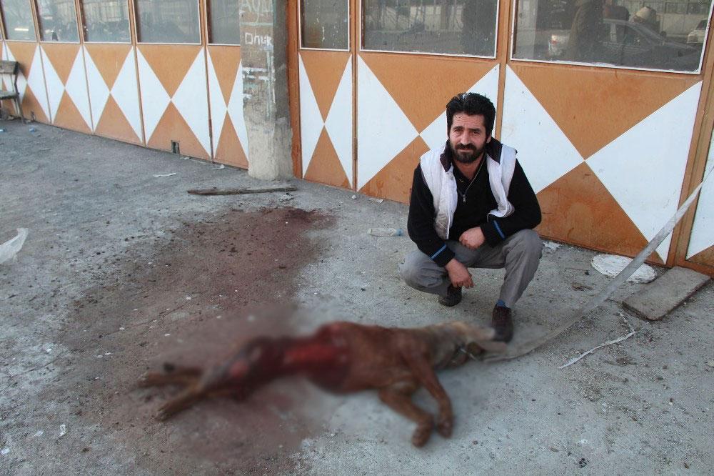 Aç kurtlar köpeği yedi