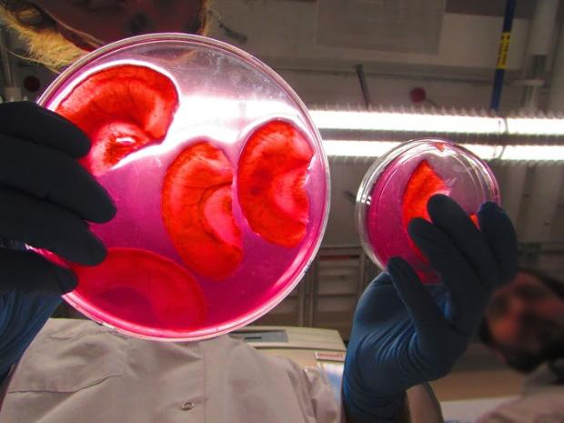 Elma üzerinde kulak yetiştirdiler