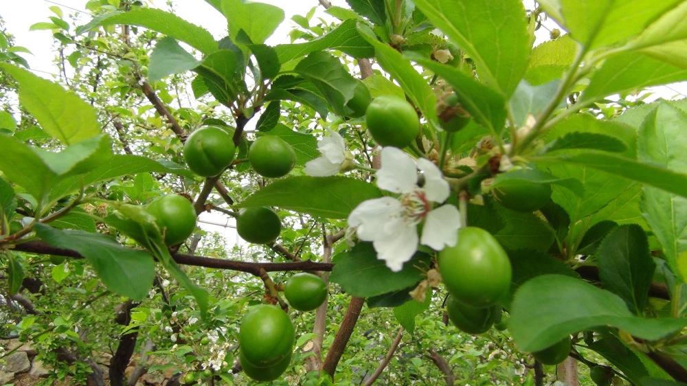 Erik 300 TL'den satışta