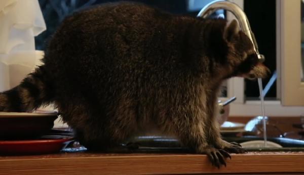 Mutfağa giren rakun bulaşık yıkadı