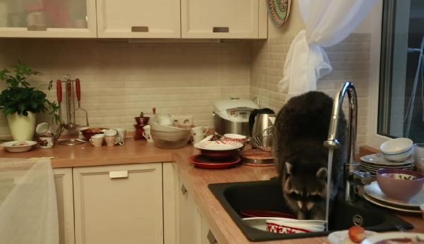 Mutfağa giren rakun bulaşık yıkadı