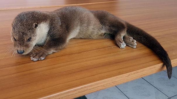 Tunceli'de yaralı su samuru bulundu