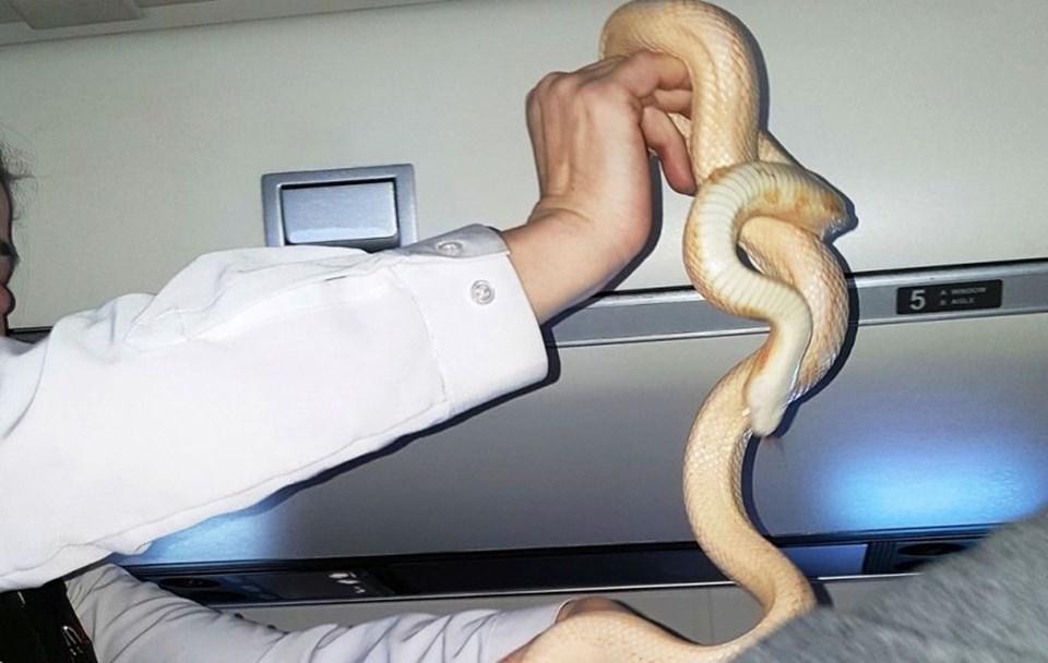 Uçakta yılan var anonsu paniğe neden oldu