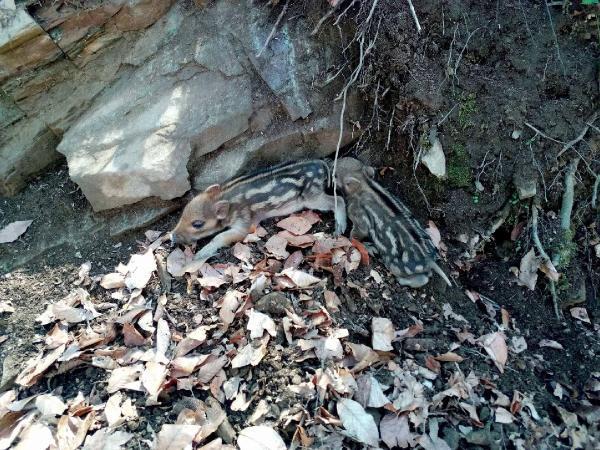 Çanakkale'de desenli yavru domuz görüldü