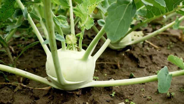 Domatesin alternatifi: Alabaş