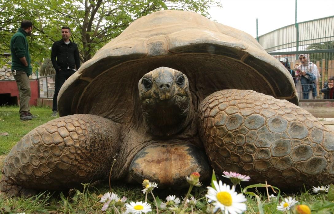 Kaplumbağa Tuki 97 yaşına girdi