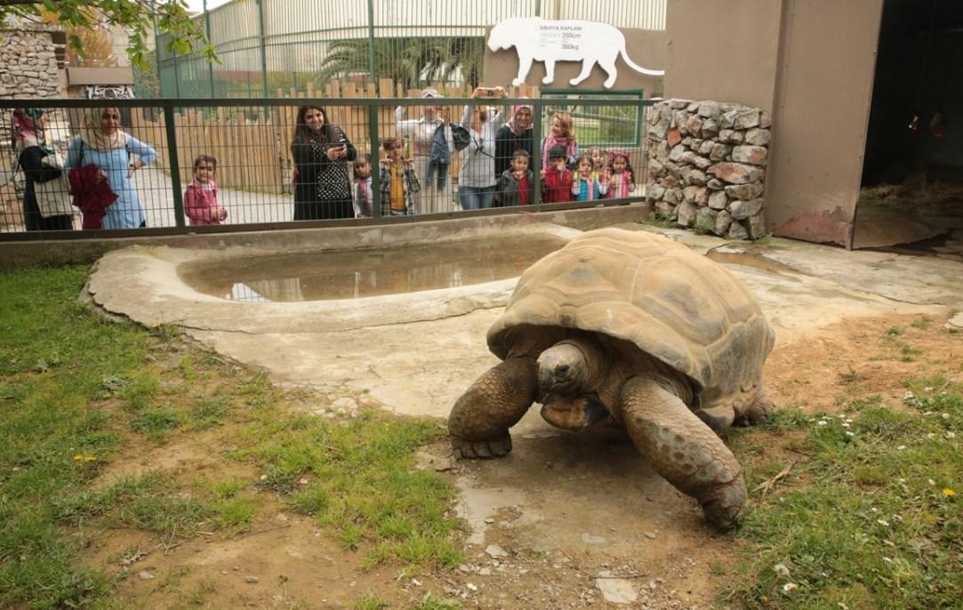 Kaplumbağa Tuki 97 yaşına girdi