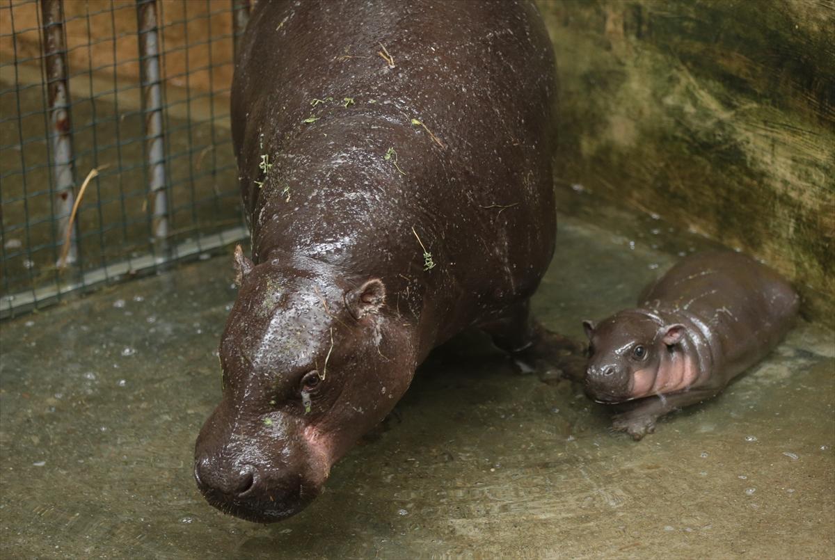Türkiye'nin cüce su aygırı dünyaya geldi