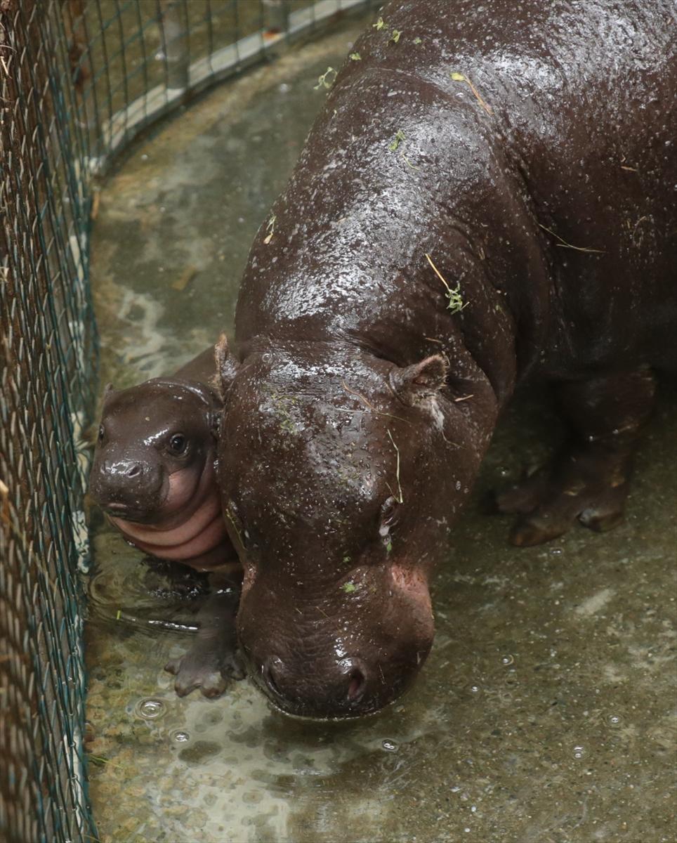Türkiye'nin cüce su aygırı dünyaya geldi