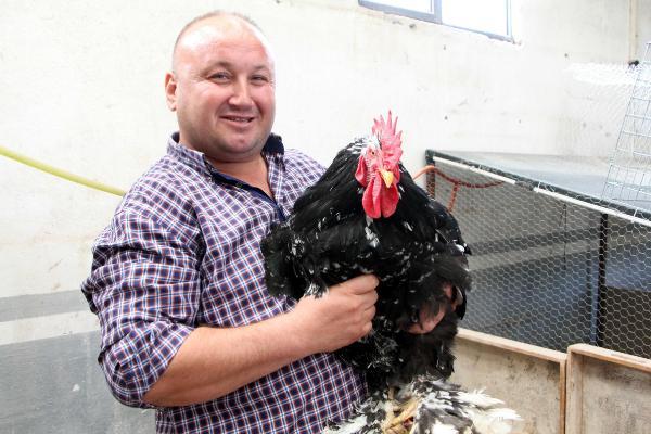 Bu horoz diğerlerinden çok farklı