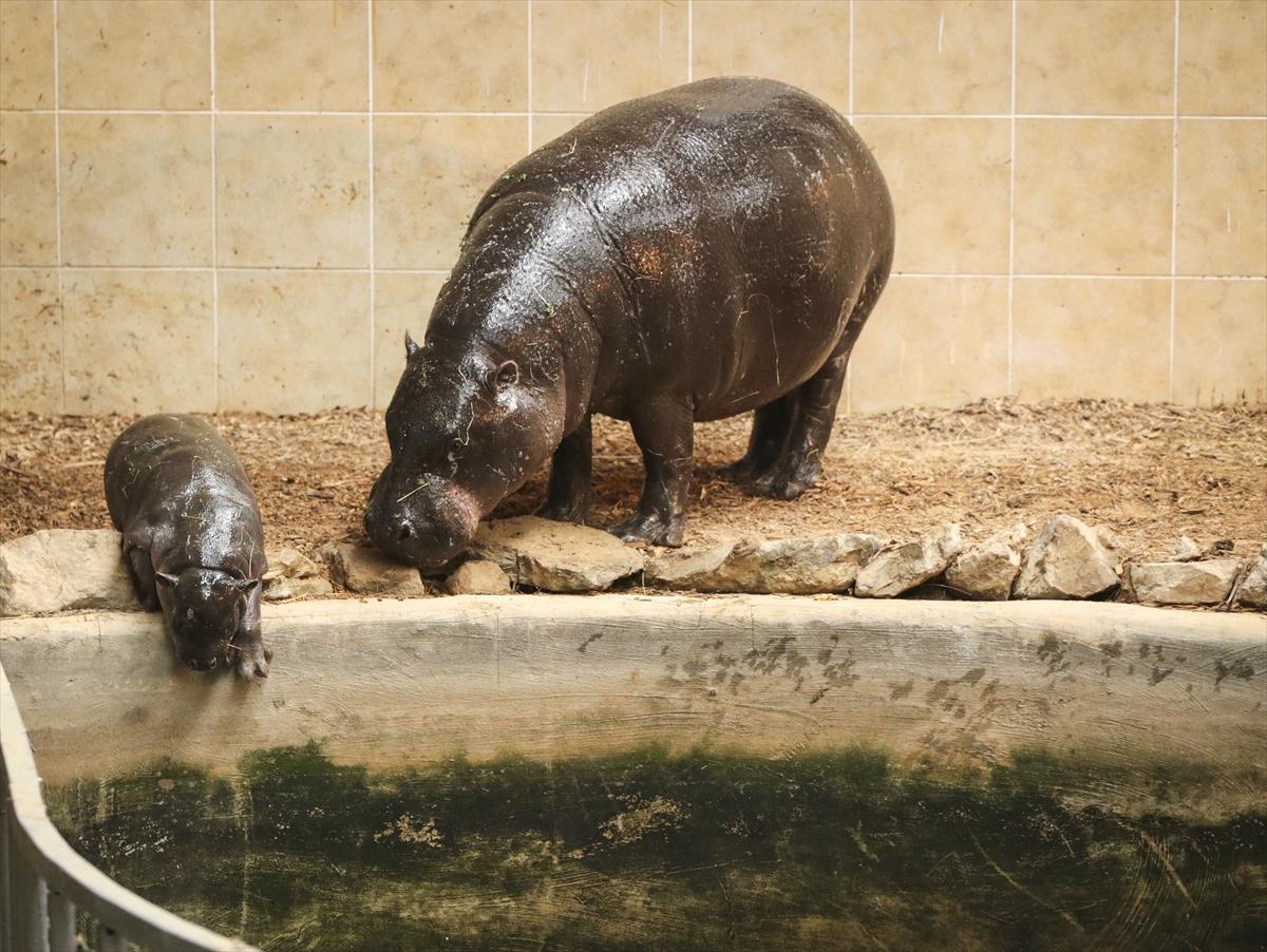 Türkiye'nin cüce su aygırı dünyaya geldi