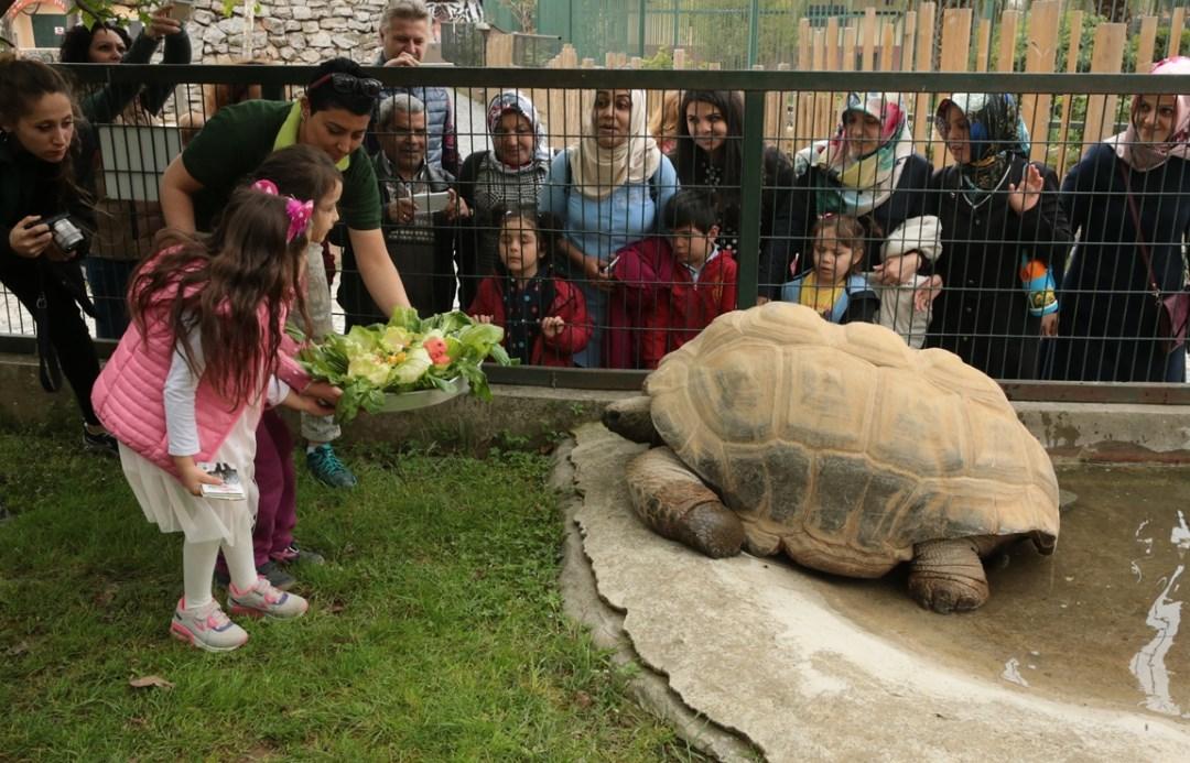 Kaplumbağa Tuki 97 yaşına girdi
