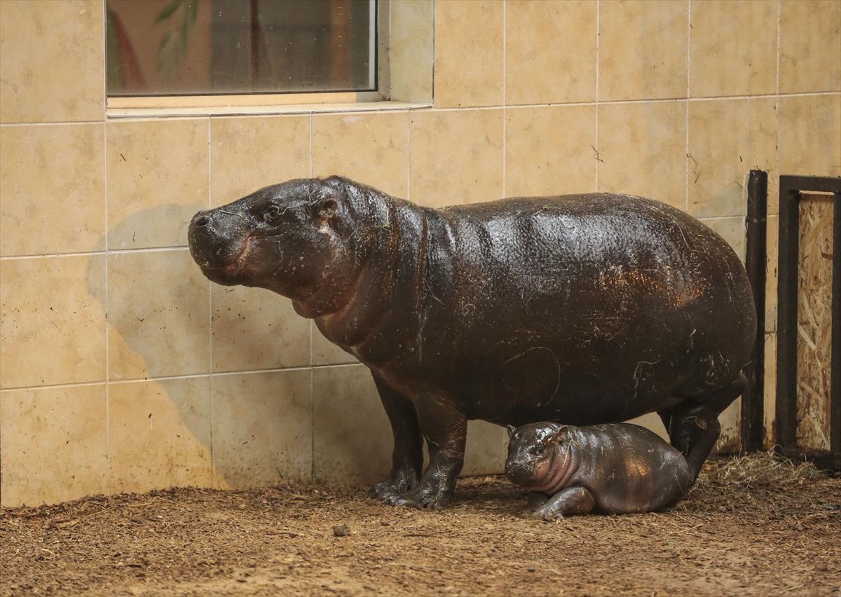 Türkiye'nin cüce su aygırı dünyaya geldi