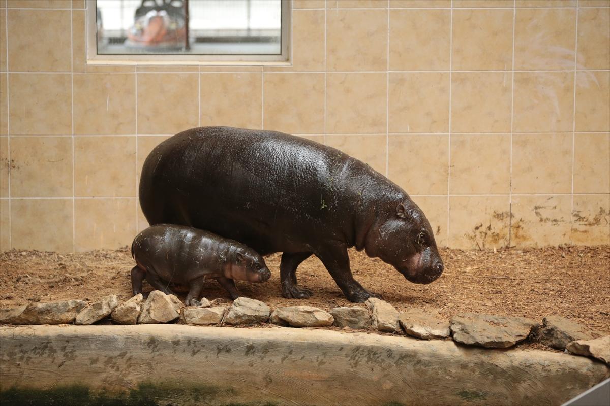 Türkiye'nin cüce su aygırı dünyaya geldi