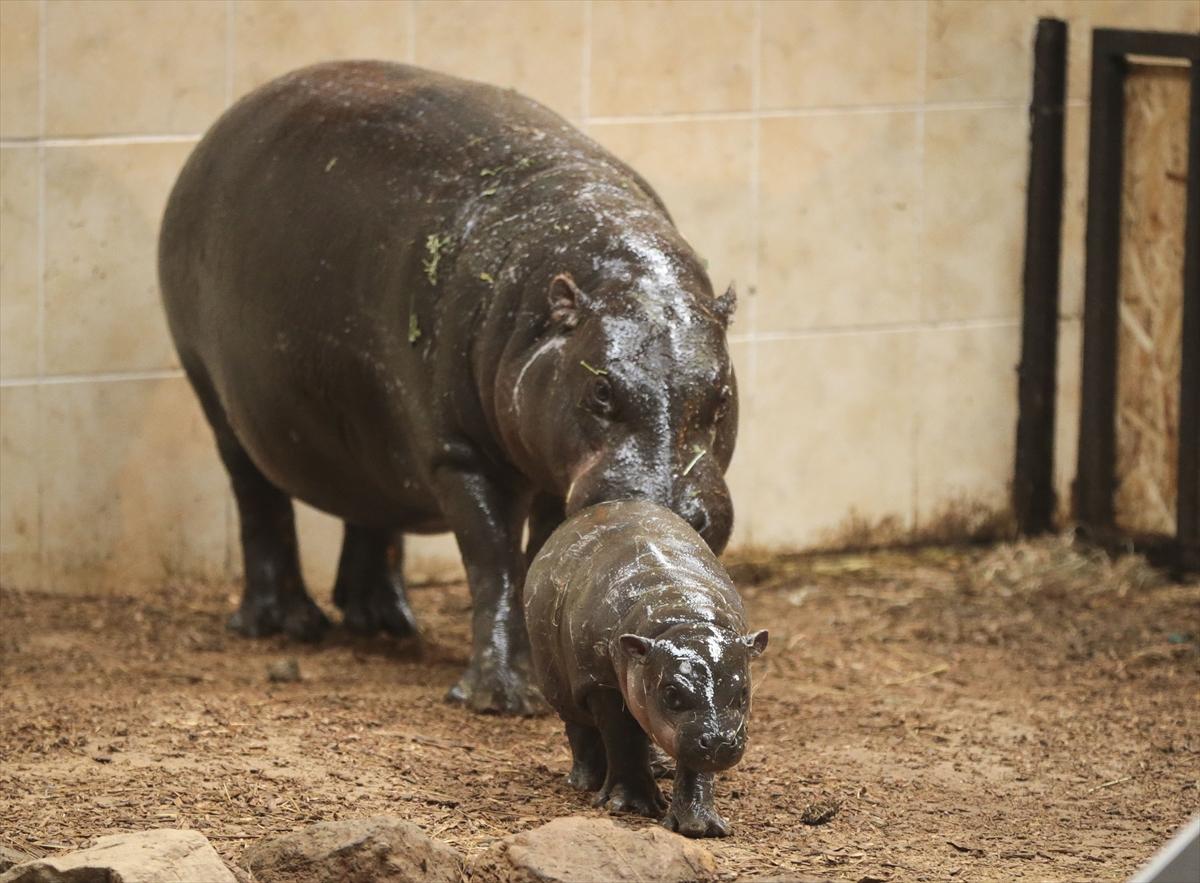 Türkiye'nin cüce su aygırı dünyaya geldi