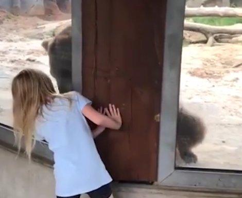 Hayvanat bahçesinde ayıyla saklambaç oynayan kız