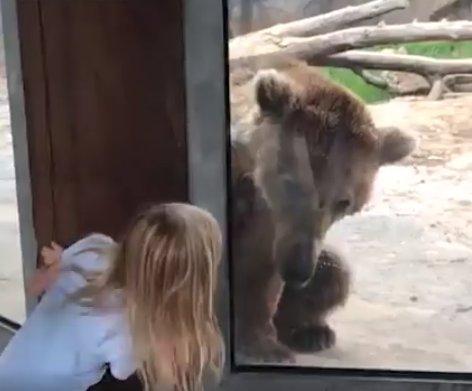 Hayvanat bahçesinde ayıyla saklambaç oynayan kız