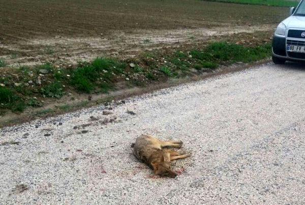 Yaralı çakal, tedavi edilip doğaya bırakıldı