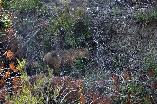 Yaralı çakal, tedavi edilip doğaya bırakıldı