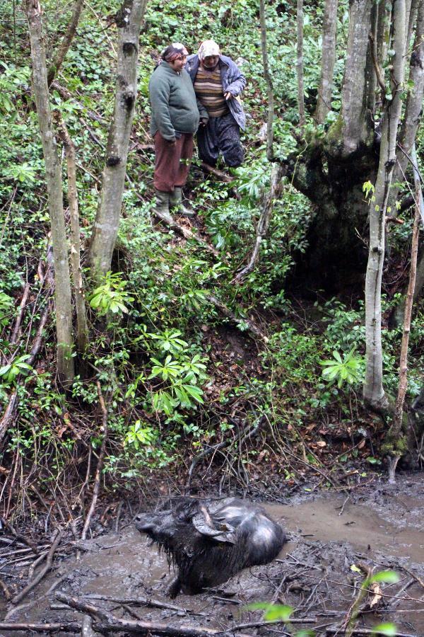 Bataklığa saplanan mandayı itfaiye kurtardı