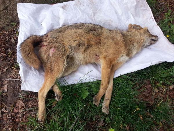 Yaralı çakal, tedavi edilip doğaya bırakıldı