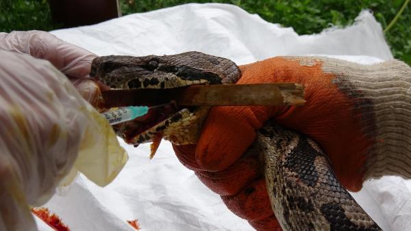 Dev yılan sağlığına kavuşuyor