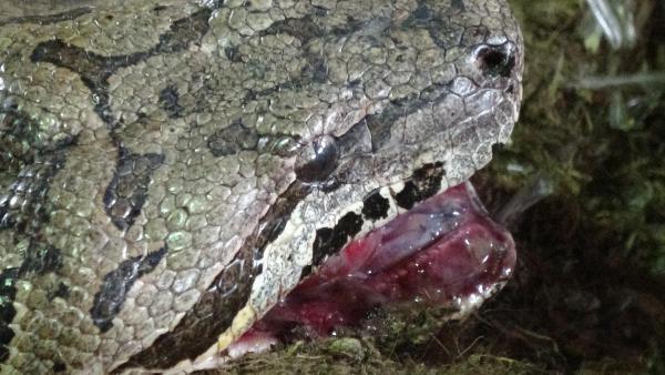 Dev yılan sağlığına kavuşuyor