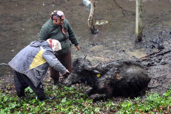 Bataklığa saplanan mandayı itfaiye kurtardı