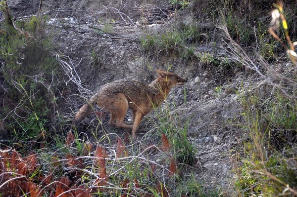 Yaralı çakal, tedavi edilip doğaya bırakıldı