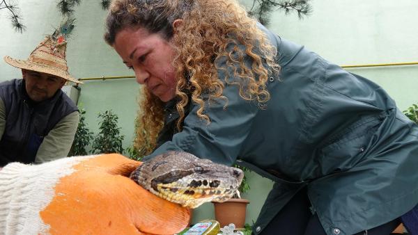Dev yılan sağlığına kavuşuyor