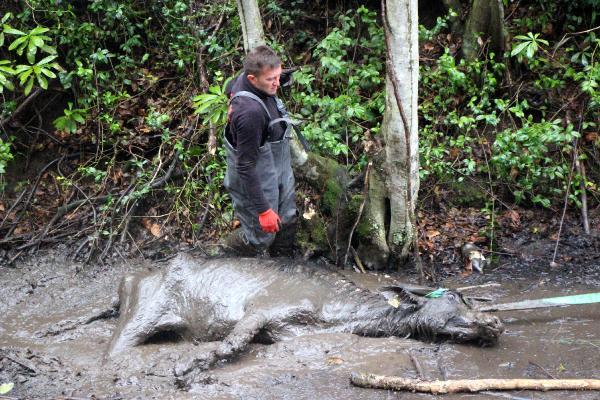 Bataklığa saplanan mandayı itfaiye kurtardı