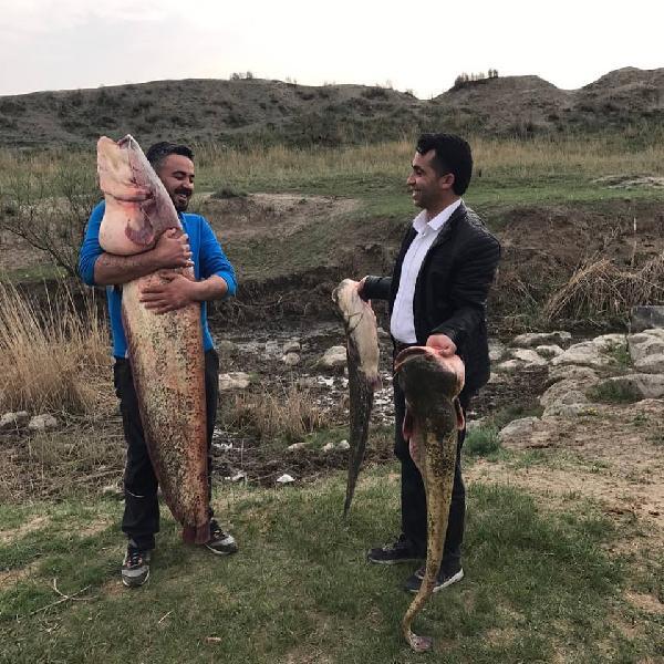 Ağrı'daki Aras nehrinde dev balık oltaya takıldı