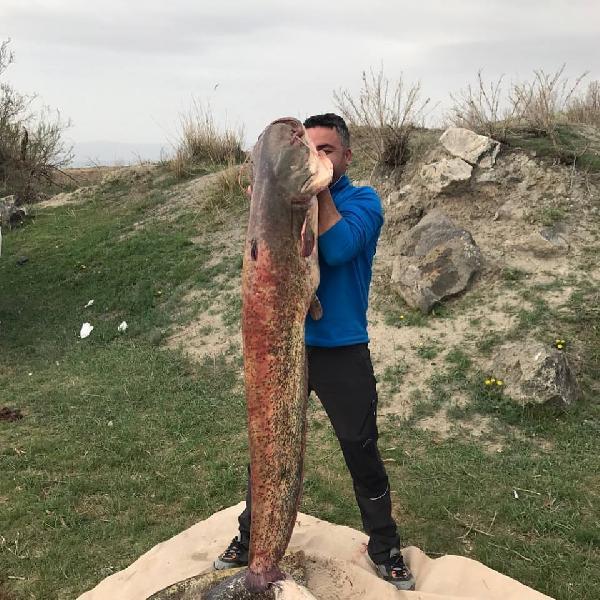 Ağrı'daki Aras nehrinde dev balık oltaya takıldı