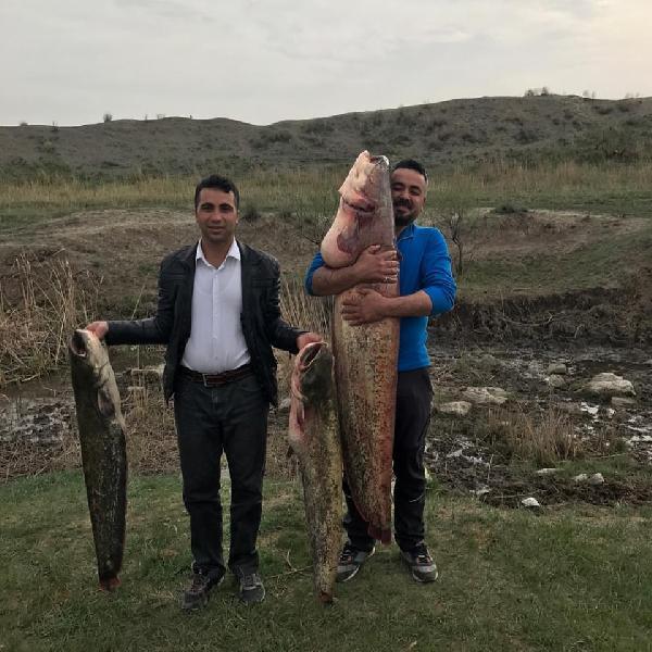 Ağrı'daki Aras nehrinde dev balık oltaya takıldı