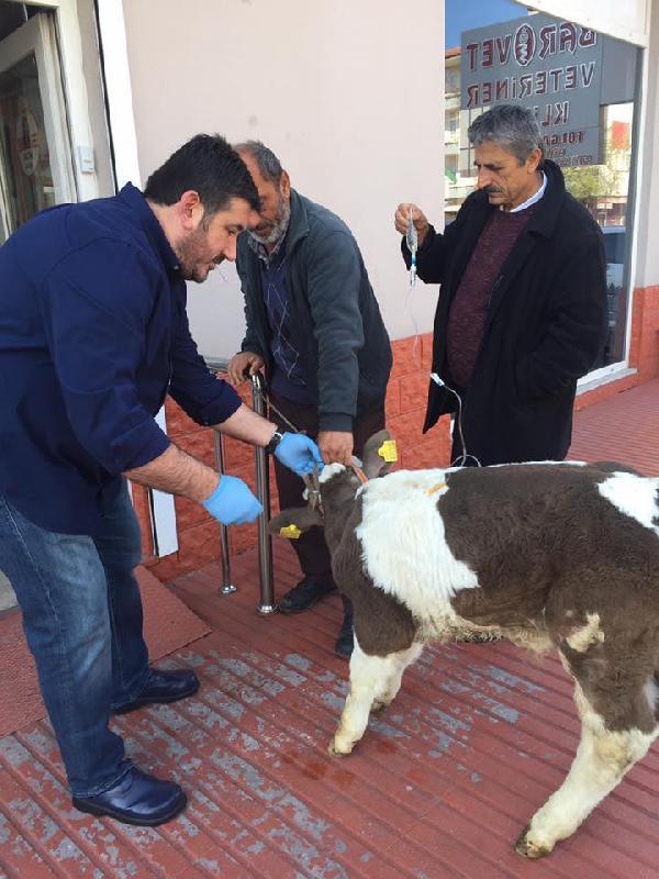 Buzağıyı otomobilin arka koltuğunda veterinere götürdü