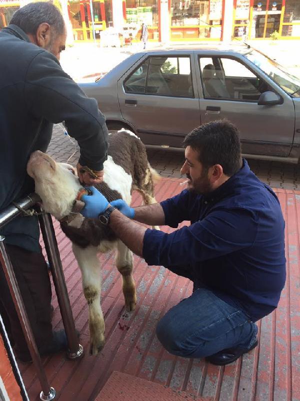 Buzağıyı otomobilin arka koltuğunda veterinere götürdü