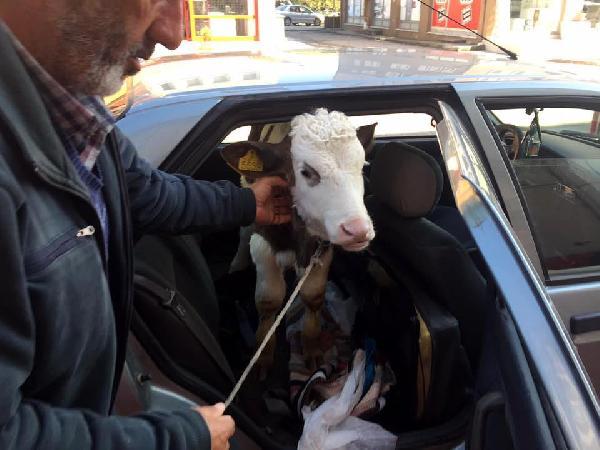 Buzağıyı otomobilin arka koltuğunda veterinere götürdü