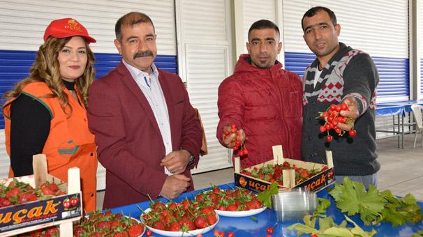 Manisa'da yerli kiraz tezgaha indi