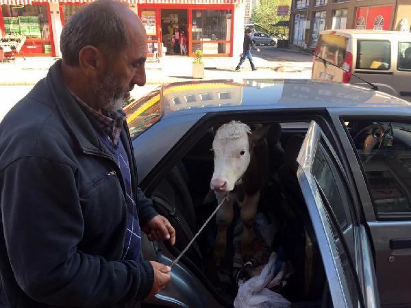 Buzağıyı otomobilin arka koltuğunda veterinere götürdü