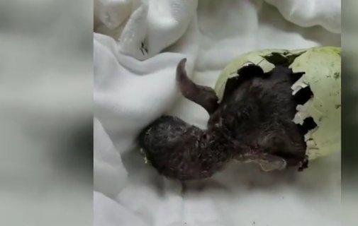 Penguenin yumurtadan çıkış anı