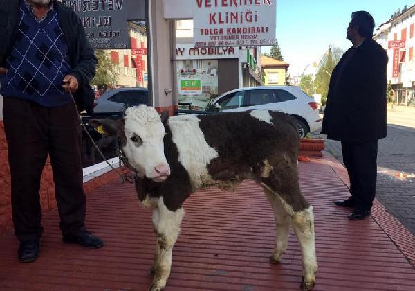 Buzağıyı otomobilin arka koltuğunda veterinere götürdü