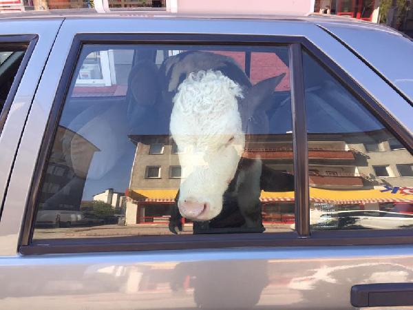 Buzağıyı otomobilin arka koltuğunda veterinere götürdü