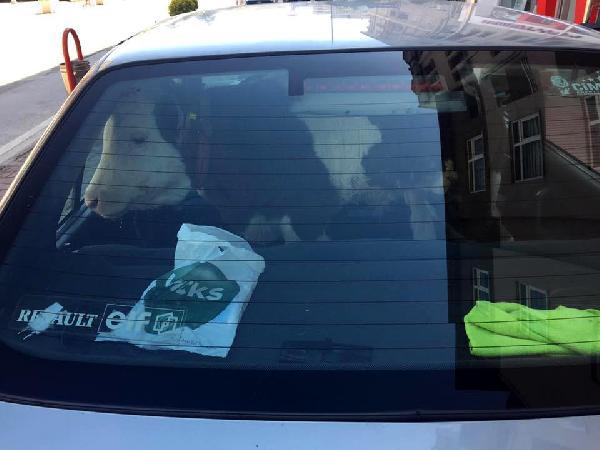 Buzağıyı otomobilin arka koltuğunda veterinere götürdü