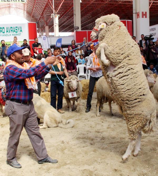 Burdur'da en güzel keçi ve koç yarışması yapıldı